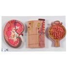 Modell Serie mit Nierenschnitt, Nephron, Blutgefäßen & Nierenkörperchen - 3B Smart Anatomy, 1000299 [K11], Harnapparatmodelle