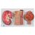 Sezione del rene, nefrone, vasi sanguigni e corpuscoli renali di Malpighi - 3B Smart Anatomy, 1000299 [K11], Modelli di Apparato Urinario (Small)