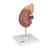 El riñón con glándula adrenal, en 2 piezas - 3B Smart Anatomy, 1014211 [K12], Modelos del Sistema Urinario (Small)