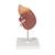 신장 단면 모형 실제크기 3배
Kidney with Adrenal Gland, 2 part - 3B Smart Anatomy, 1014211 [K12], 비뇨기계 모형 (Small)