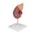신장 단면 모형 실제크기 3배
Kidney with Adrenal Gland, 2 part - 3B Smart Anatomy, 1014211 [K12], 비뇨기계 모형 (Small)