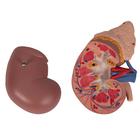 Kidney Model with Adrenal Gland, 2 part, 1014211 [K12], Urology Models (Small)