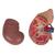 El riñón con glándula adrenal, en 2 piezas - 3B Smart Anatomy, 1014211 [K12], Modelos del Sistema Urinario (Small)