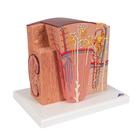 3B MICROanatomy Kidney Model, 1000301 [K13], Microanatomy Models  (Small)
