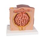 Rene 3B MICROanatomy, 1000301 [K13], Modelli 3B MICROanatomy&trade; (Small)
