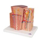 Rene 3B MICROanatomy, 1000301 [K13], Modelli 3B MICROanatomy&trade; (Small)