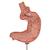 Human Stomach Model with Gastric Band, 2 part - 3B Smart Anatomy, 1012787 [K15/1], Digestive System Models (Small)