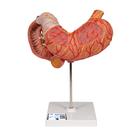 Estomac, en 3 parties - 3B Smart Anatomy, 1000303 [K16], Modèles de systèmes digestifs