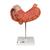 胃模型，3部分 - 3B Smart Anatomy, 1000303 [K16], 消化系统 (Small)