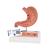 Human Stomach Section Model with Ulcers - 3B Smart Anatomy, 1000304 [K17], Digestive System Models (Small)