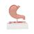 Human Stomach Section Model with Ulcers - 3B Smart Anatomy, 1000304 [K17], Digestive System Models (Small)