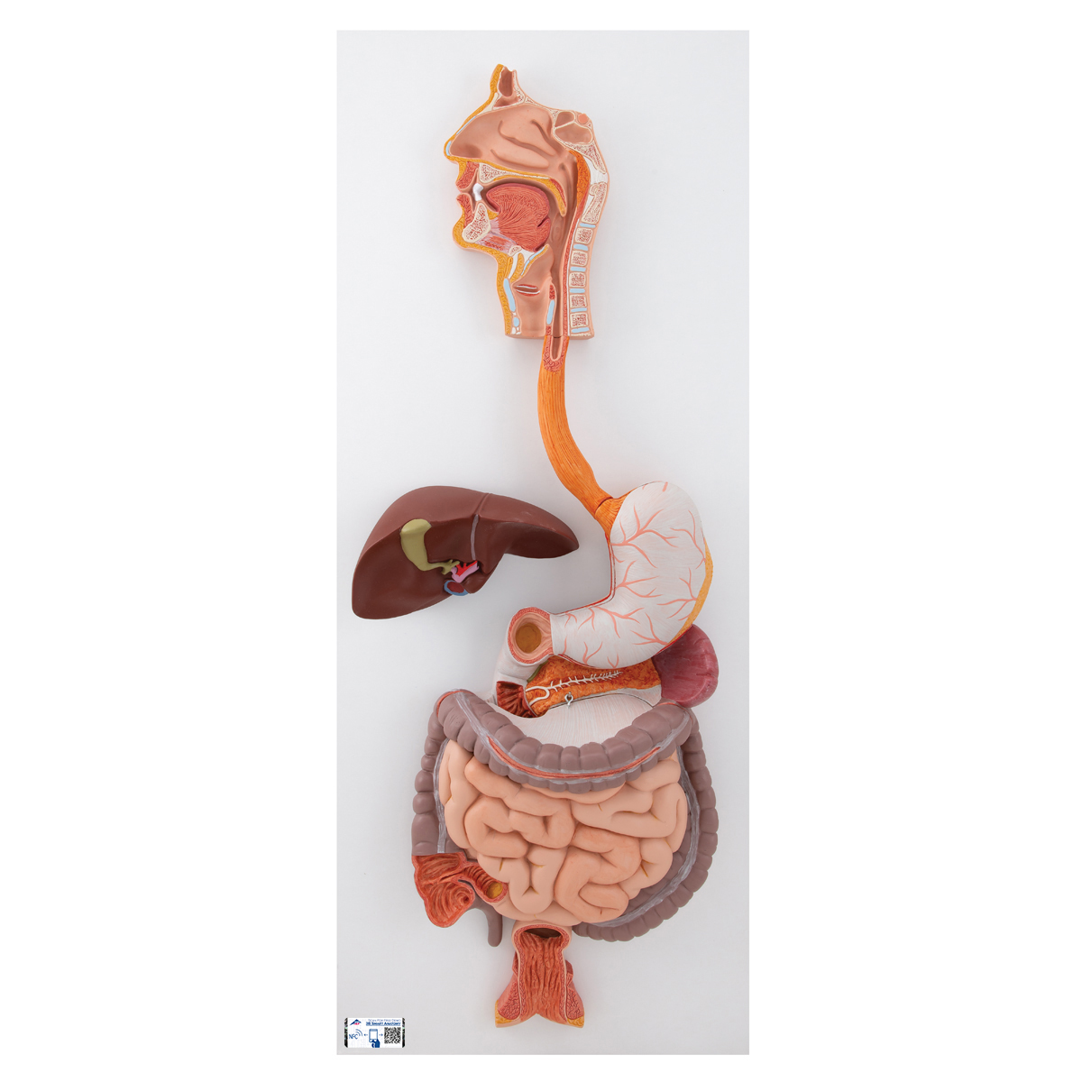 Arriba 92+ imagen modelo del sistema digestivo