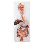 소화계 모형 (3파트) Digestive System, 3 part - 3B Smart Anatomy, 1000307 [K21], 소화기 모형