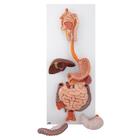 Human Digestive System Model, 3 part, 1000307 [K21], Digestive System Models (Small)