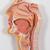 El sistema digestivo, de 3 piezas - 3B Smart Anatomy, 1000307 [K21], Modelos del Sistema Digestivo (Small)