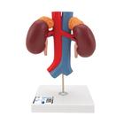 혈관이 있는 신장 모형, 2-파트
Kidneys with Vessels - 2 Part - 3B Smart Anatomy, 1000308 [K22/1], 비뇨기계 모형