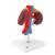 带肾血管的肾脏模型 – 2部分 - 3B Smart Anatomy, 1000308 [K22/1], 泌尿系统 模型 (Small)