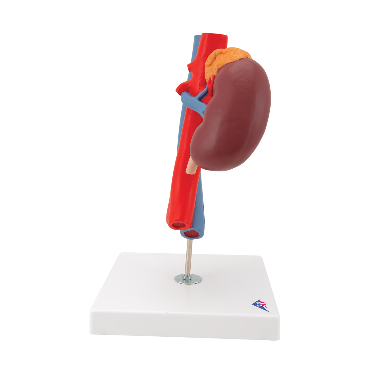 Anatomical Teaching Model - Plastic Anatomy Models - Renal System Models -  Kidneys with Vessels