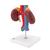 Nierenmodell mit Gefäßen, 2-teilig - 3B Smart Anatomy, 1000308 [K22/1], Harnapparatmodelle (Small)