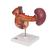 Órganos posteriores del abdomen superior - 3B Smart Anatomy, 1000309 [K22/2], Modelos del Sistema Urinario (Small)