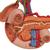 上腹部的后部器官 - 3B Smart Anatomy, 1000309 [K22/2], 泌尿系统 模型 (Small)