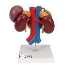 Reins avec organes postérieurs de l'épigastre, en 3 parties - 3B Smart Anatomy, 1000310 [K22/3], Modèles de systèmes urinaires