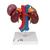 Human Kidneys Model with Rear Organs of Upper Abdomen, 3 part - 3B Smart Anatomy, 1000310 [K22/3], Urology Models (Small)