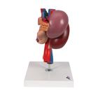 신장과 상복부의 내분비 기관 모형

Kidneys with Rear Organs of the Upper Abdomen - 3 Part, 1000310 [K22/3], 소화기 모형 (Small)