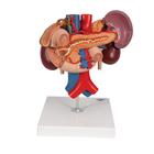 신장과 상복부의 내분비 기관 모형

Kidneys with Rear Organs of the Upper Abdomen - 3 Part, 1000310 [K22/3], 소화기 모형 (Small)