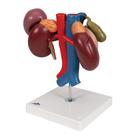 신장과 상복부의 내분비 기관 모형

Kidneys with Rear Organs of the Upper Abdomen - 3 Part, 1000310 [K22/3], 소화기 모형 (Small)