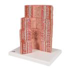 Модель пищеварительной системы 3B MICROanatomy, 1000311 [K23], Модели пищеварительной системы человека (Small)