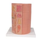 3B MICROanatomy Digestive System Model, 20-times Magnified, 1000311 [K23], Microanatomy Models  (Small)