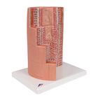 3B MICROanatomy Digestive System Model, 20-times Magnified, 1000311 [K23], Microanatomy Models  (Small)