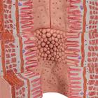 3B MICROanatomy Modell Verdauungstrakt - 20-fache Vergr&ouml;&szlig;erung, 1000311 [K23], Verdauungssystem (Small)
