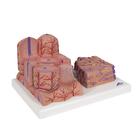 3B MICROanatomy Liver Model, 1000312 [K24], Microanatomy Models  (Small)