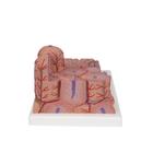 Модель печени 3B MICROanatomy, 1000312 [K24], Модели пищеварительной системы человека (Small)
