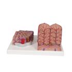 3B MICROanatomy H&iacute;gado, 1000312 [K24], Modelos del Sistema Digestivo (Small)