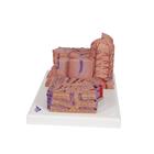 3B MICROanatomy H&iacute;gado, 1000312 [K24], Modelos del Sistema Digestivo (Small)