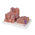 3B MICROanatomy H&iacute;gado, 1000312 [K24], Modelos del Sistema Digestivo (Small)