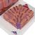Foie 3B MICROanatomy™ - 3B Smart Anatomy, 1000312 [K24], Modèles de systèmes digestifs (Small)