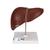 Liver Model with Gall Bladder - 3B Smart Anatomy, 1014209 [K25], Digestive System Models (Small)