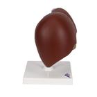 Lebermodell mit Gallenblase, 1014209 [K25], Verdauungssystem (Small)