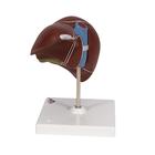 Lebermodell mit Gallenblase, 1014209 [K25], Verdauungssystem (Small)