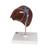 Liver Model with Gall Bladder - 3B Smart Anatomy, 1014209 [K25], Digestive System Models (Small)