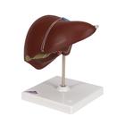 Lebermodell mit Gallenblase, 1014209 [K25], Verdauungssystem (Small)