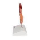 Mod&egrave;le de calcul biliaire, 1000314 [K26], Mod&egrave;les de syst&egrave;mes digestifs (Small)