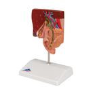 Mod&egrave;le de calcul biliaire, 1000314 [K26], Mod&egrave;les de syst&egrave;mes digestifs (Small)