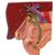 Modèle de calcul biliaire - 3B Smart Anatomy, 1000314 [K26], Modèles de systèmes digestifs (Small)