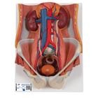 Apparato urinario, bisessuato, in 6 parti - 3B Smart Anatomy, 1000317 [K32], Modelli di Apparato Urinario