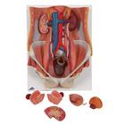 Dual Sex Urinary System Model, 6 part, 1000317 [K32], Urology Models (Small)